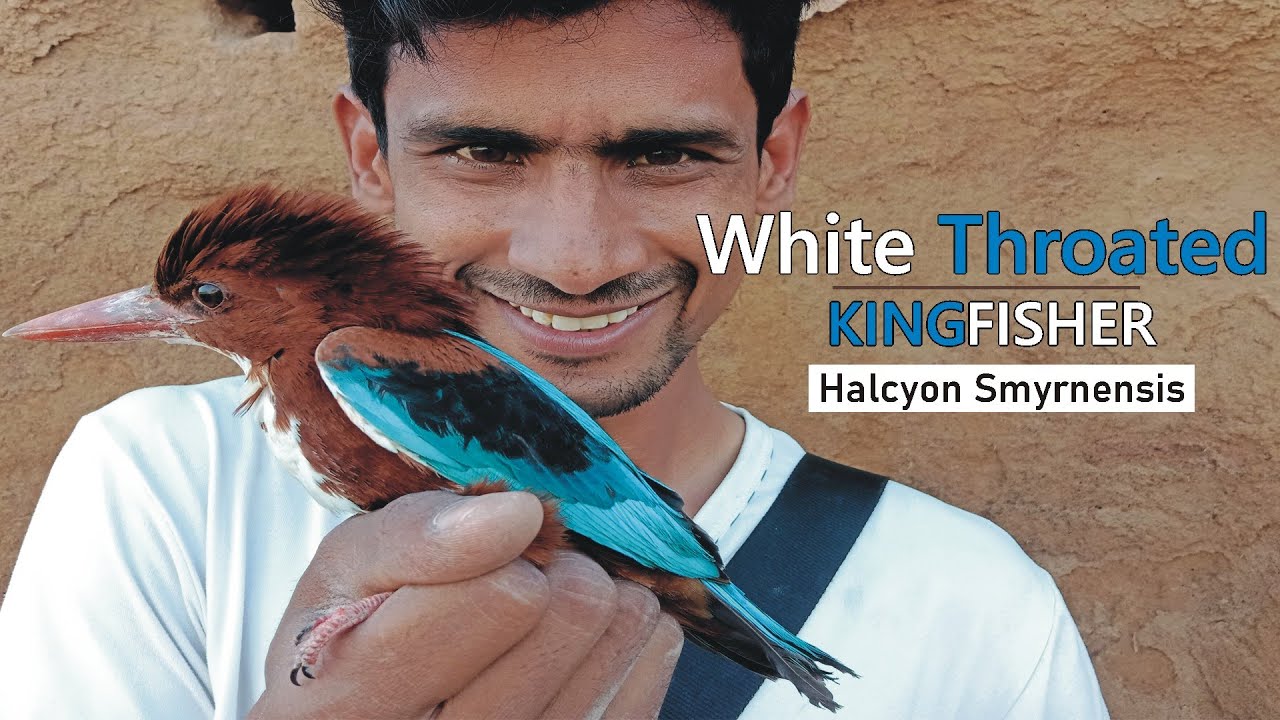 White Throated Kingfisher Bird |A-z information