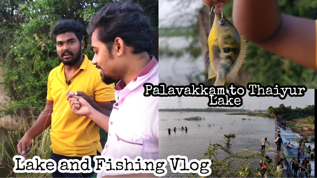 Lake and Fishing Vlog | Thaiyur Lake | The Orange Chromide Fish | Filmy Fellas