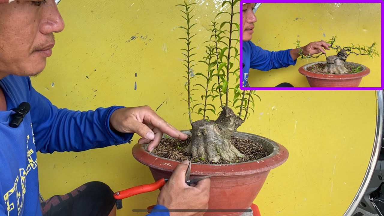 Hướng Dẫn Sửa Chi Cành Cây Trực Lắc