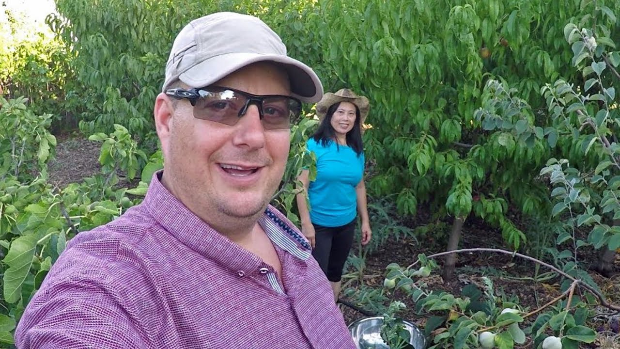 Homegrown Fruit Garden Harvest Ft.  Artic Jay White Nectarine