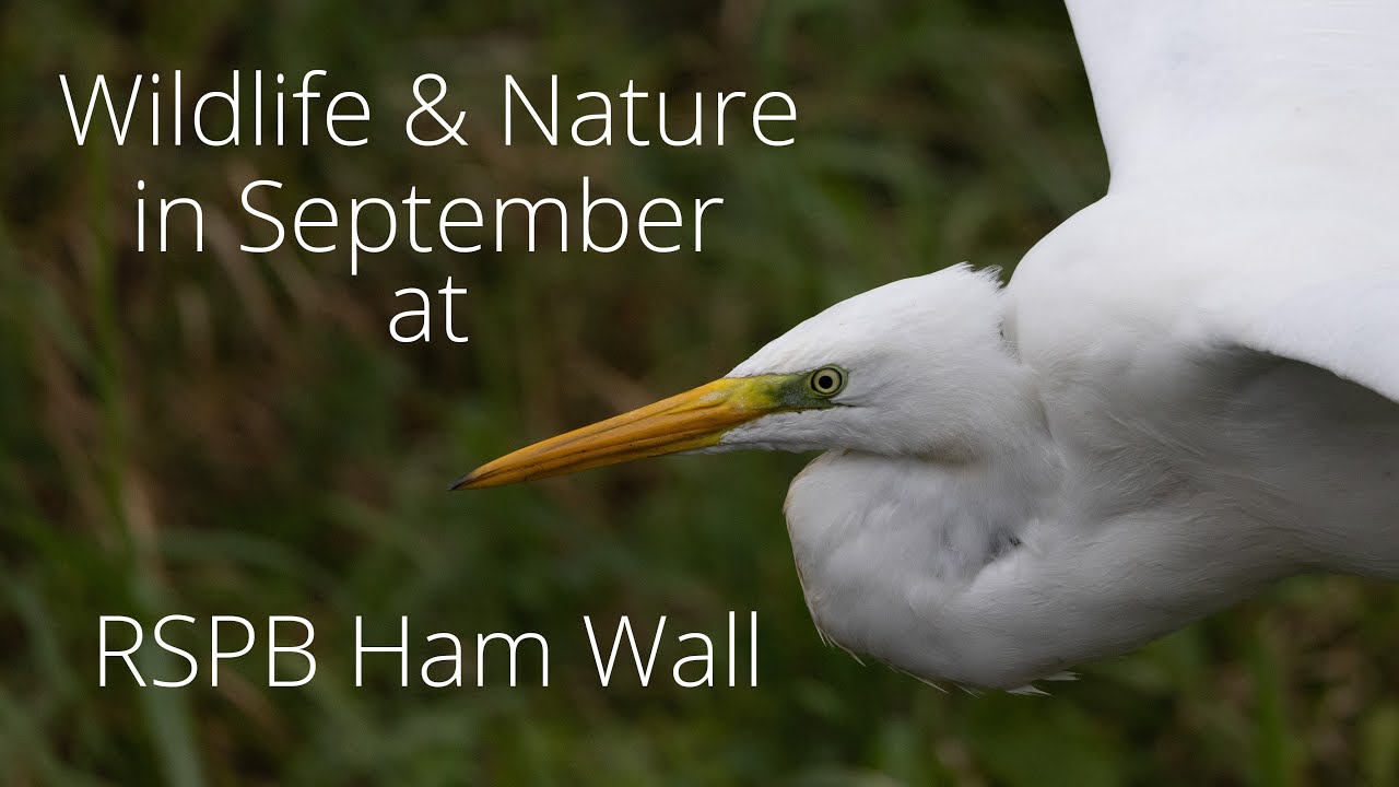 Wildlife and Nature in September at RSPB Ham Wall