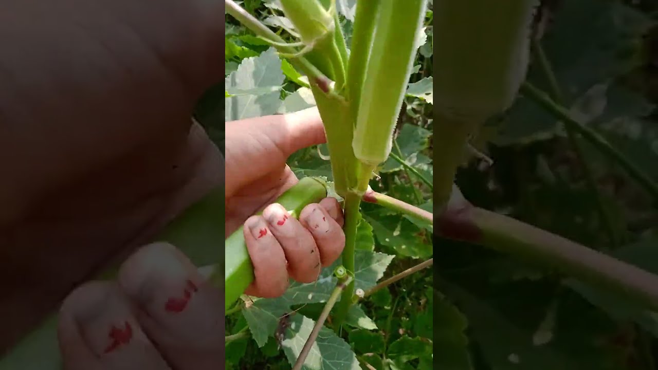 Fresh fruit in tree!#freshfruit #fruit #food #vegetables #freshnature
