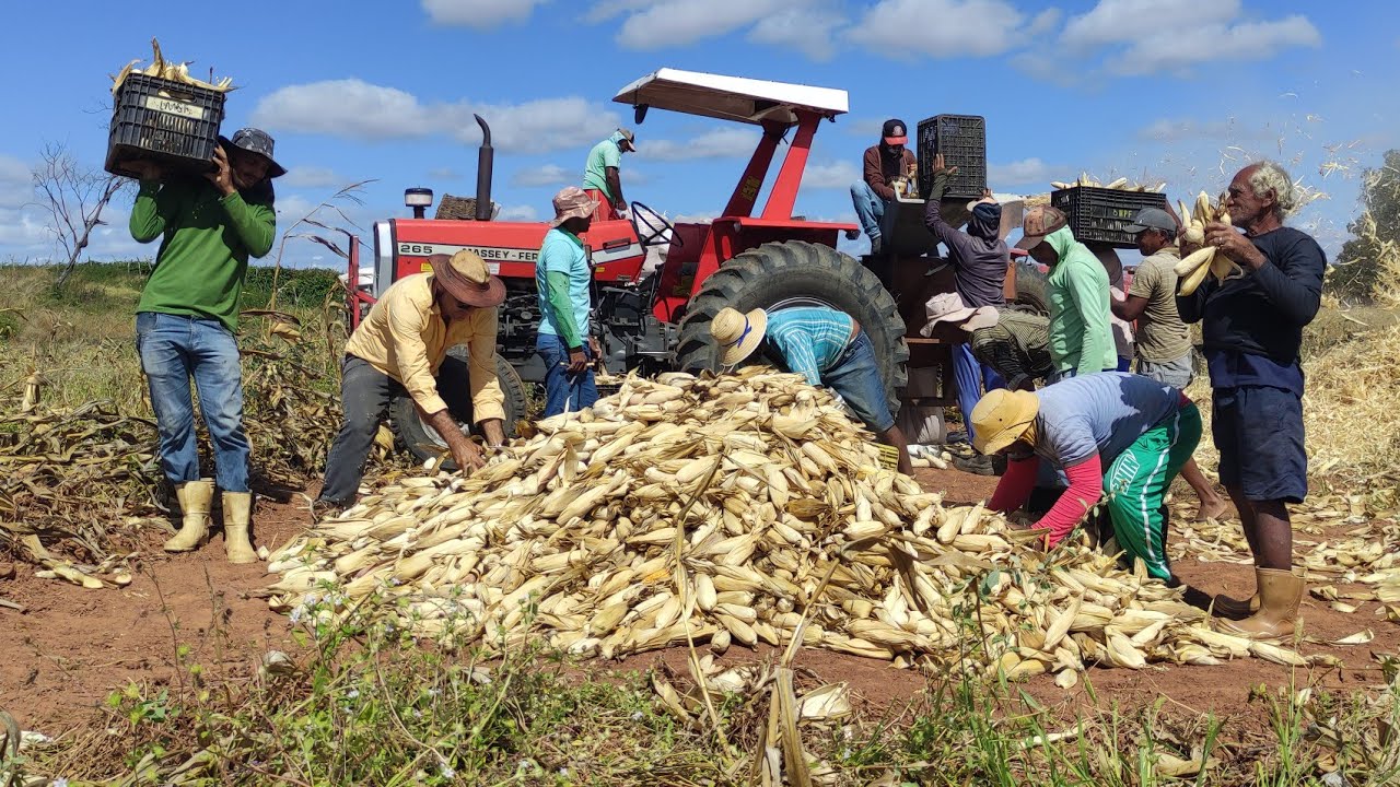 AGRICULTORES DO SERTÃO DO CEARÁ FAZENDO A DEBULHA DE MILHO NO SÍTIO JUREMA, PENAFORTE.