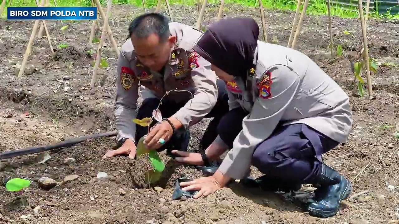 PENANAMAN UWI UNGU OLEH BAKOMSUS POLRES LOMBOK TENGAH