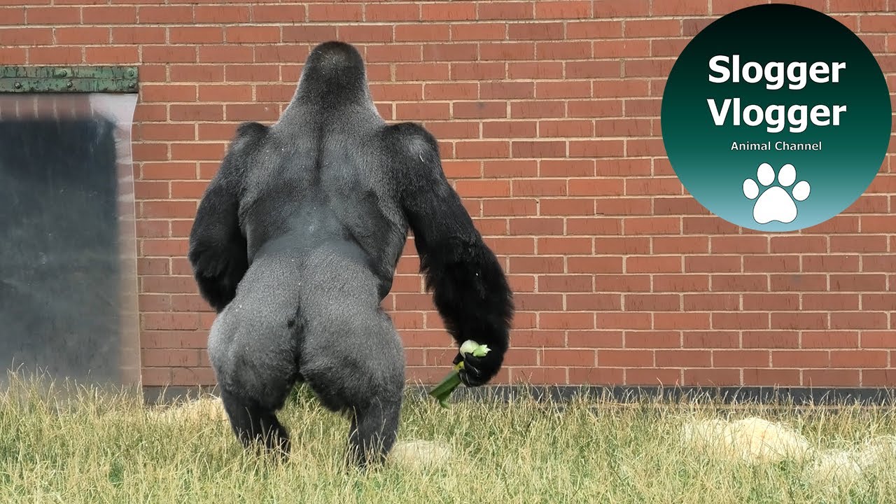 Silverback And His Two Sons' Upright Walk Is In Their Blood