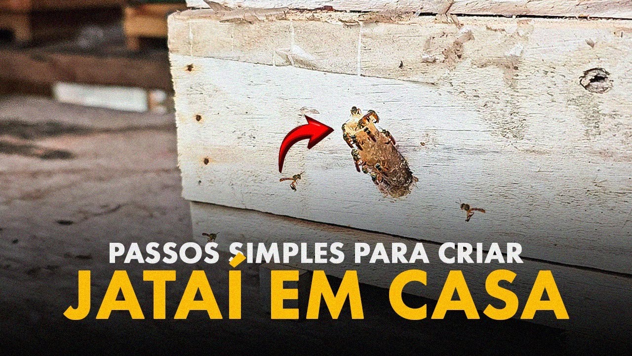 Como criar abelha Jata&iacute; em casa?