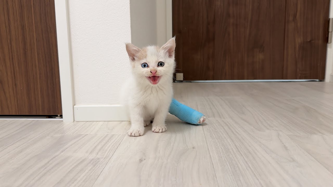 足を骨折してた生後1か月の子猫を保護して家に連れて帰ったら不安でこうなっちゃいました。