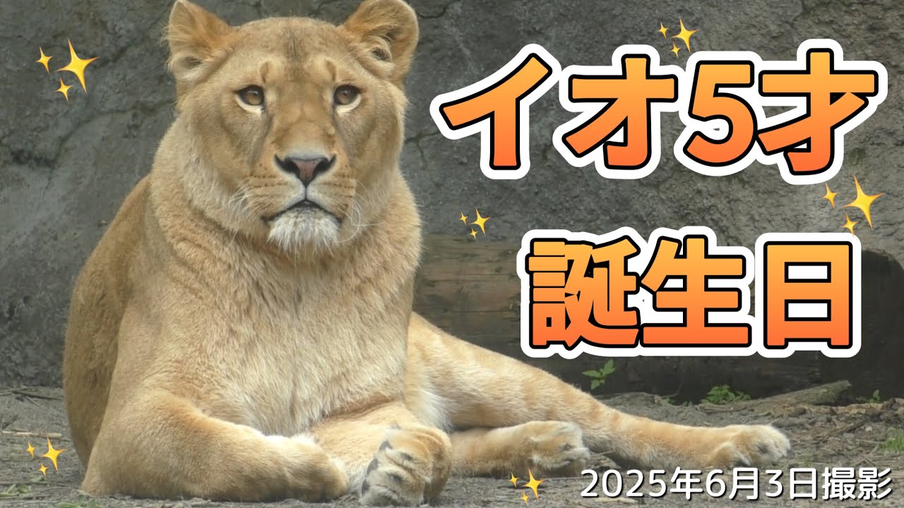 《旭山ライオン＆トラ》今日撮れ!イオの誕生日🎂5才になった乙女ガールイオ。最速でお届け!オリト＆ザリアファミリー/vol659Today is Lion Io's 5th birthday