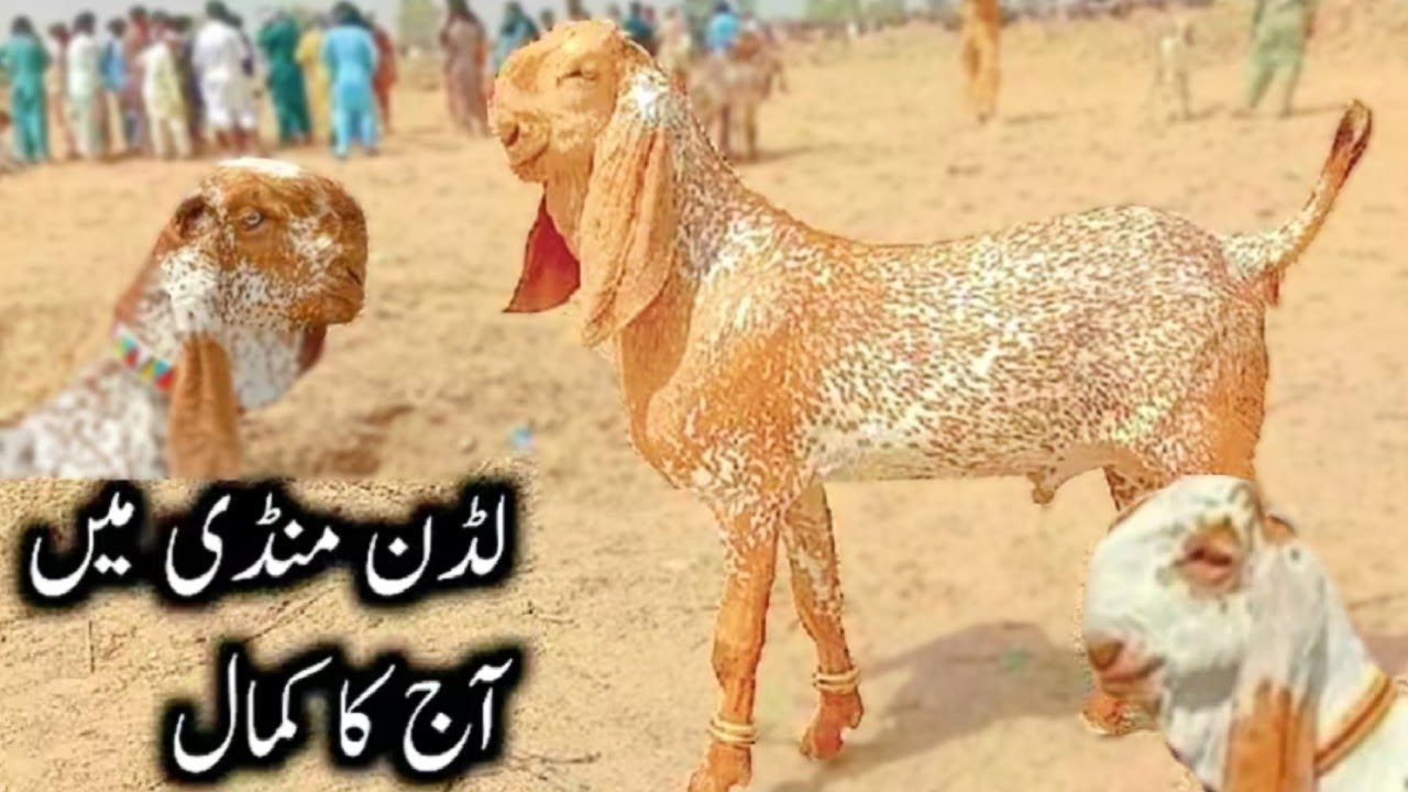 MGFL2/New Update Of Goat Luddan Mandi Market Mujtaba Goat Farm/Today Latest update 