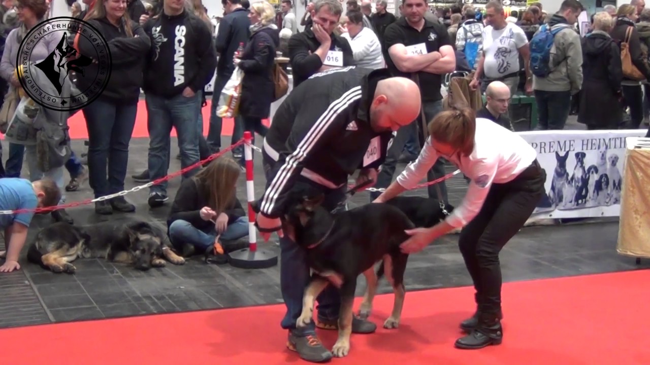 Hundeausstellung Hannover  5.02.2017  Ring 2