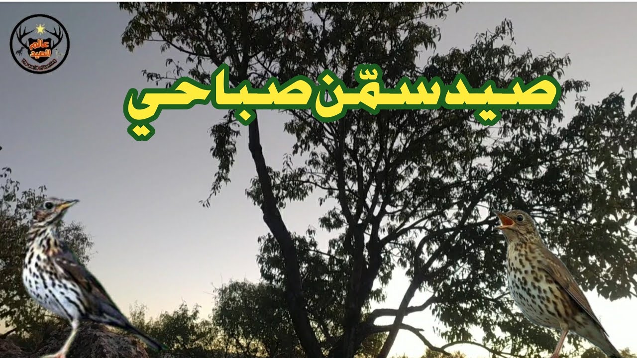 مشهد قصير لصيد السمن 👍👍thrush hunting
