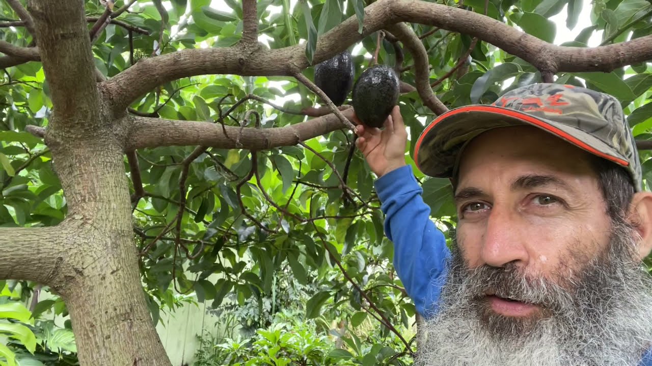 How I research Avocado Varieties