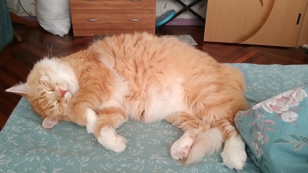  Кузенька лисёнок, мой милый котик 🤗