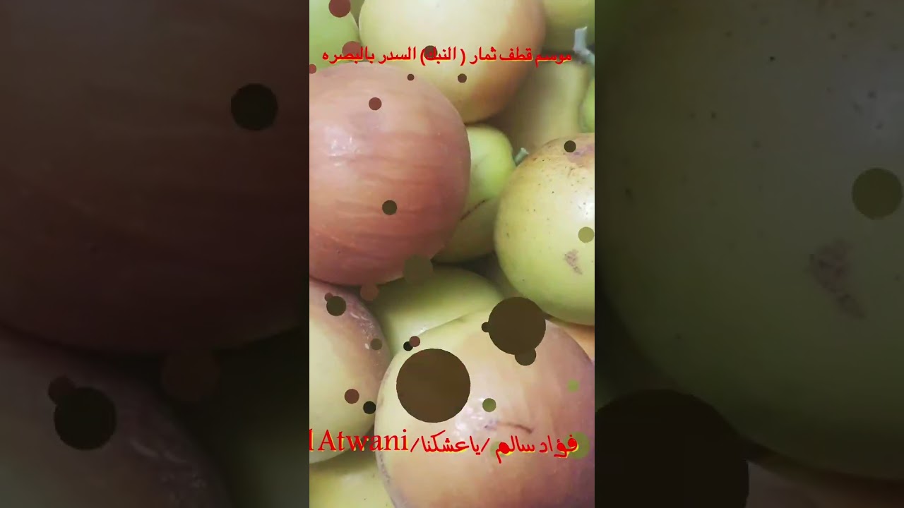 موسم قطف ثمار (النبك) السدر بالبصره