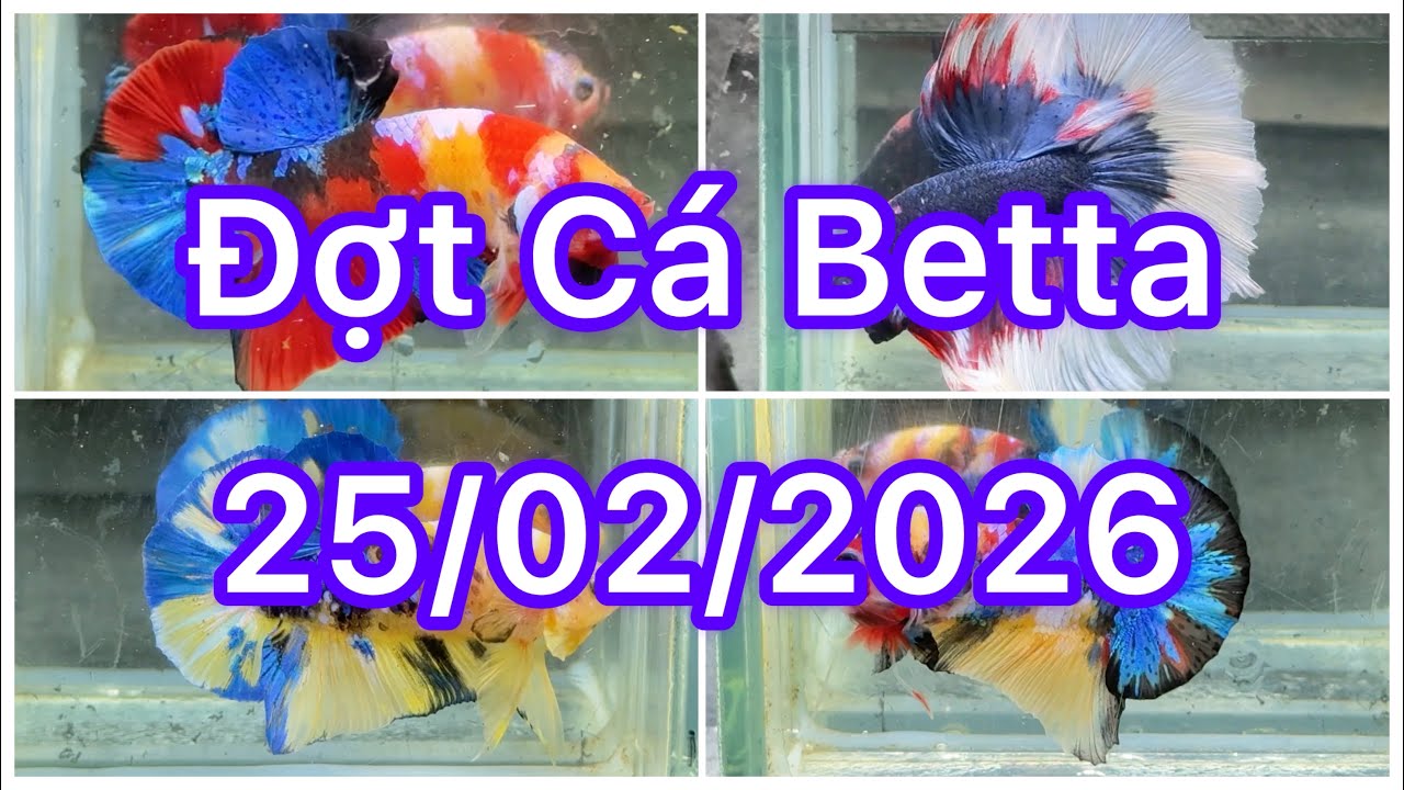 Đợt Cá Betta 25/2🍀🌈 Betta Nemo | Betta Multicolour | Betta Galaxy | HalfMoon | Tuyển chọn bình dân