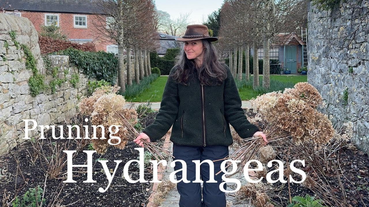 Pruning Hydrangeas - The Laundry Garden