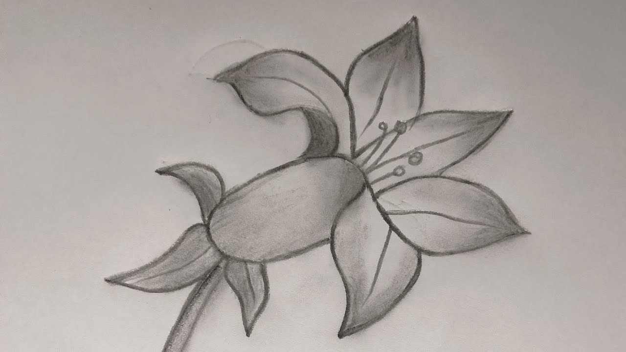Morning glory, Sunflower, lily and Lotus Drawing || Easy Flower sketch and Coloring Tutorial ||