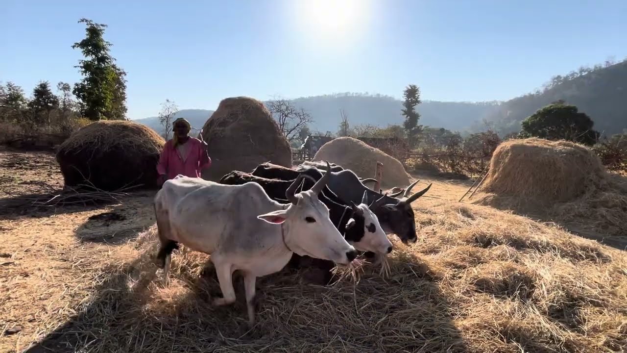 Day 75 :- Basgadi To Takin Ghat | Narmada Parikrama | प्राचीन परिक्रमा मार्ग | #vlog #narmada 