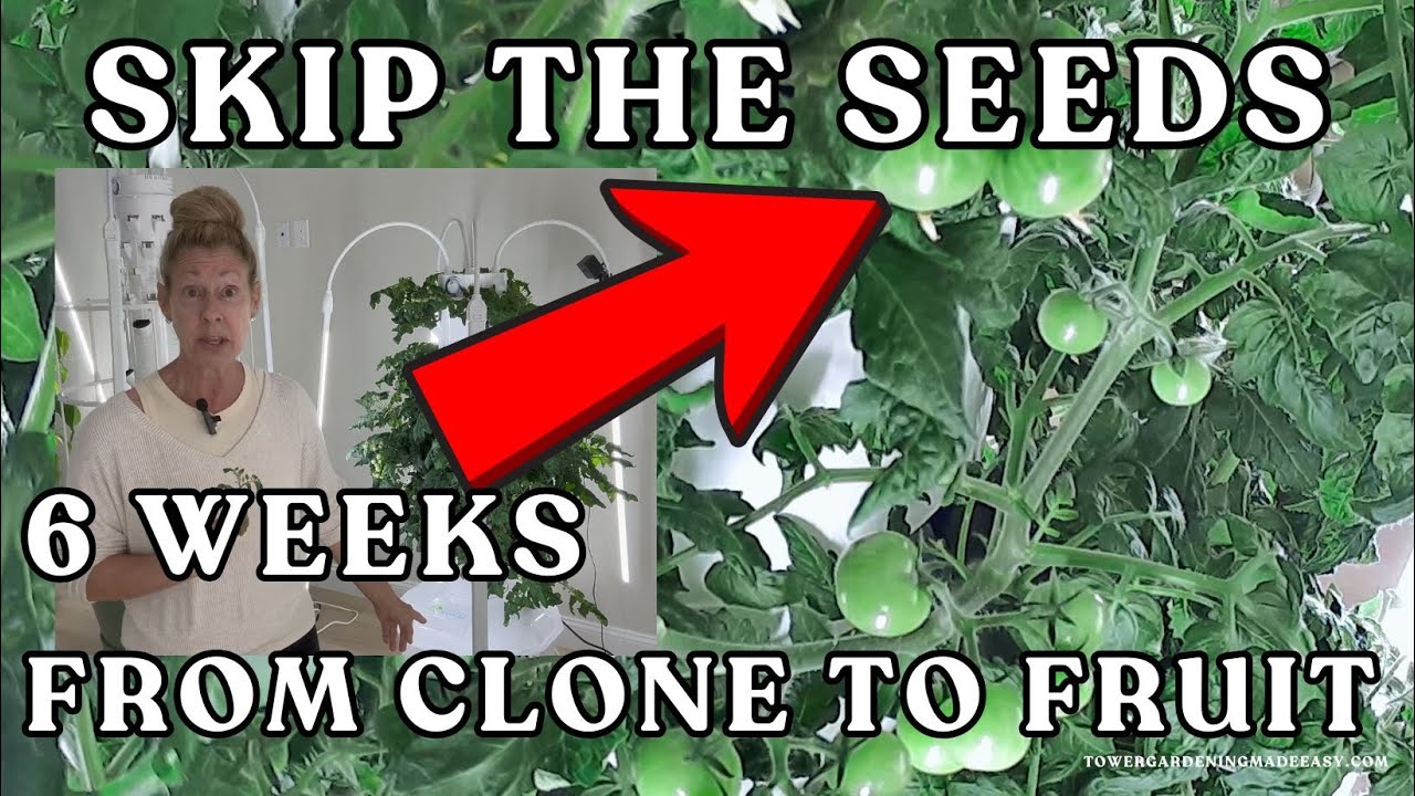Six Weeks From #hydroponics  #tomatoes   Plant Clone - Fruit #towergarden #garden #farming