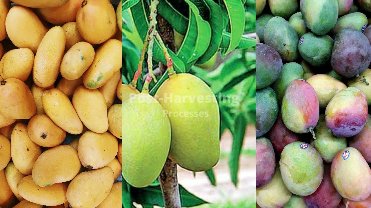 The Machines Which Are Used For The Post-Processing of Mango |  Machines in the Mango industry