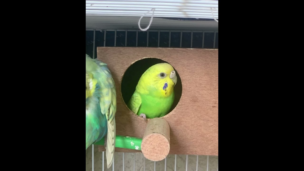 Signs of a budgie laying eggs