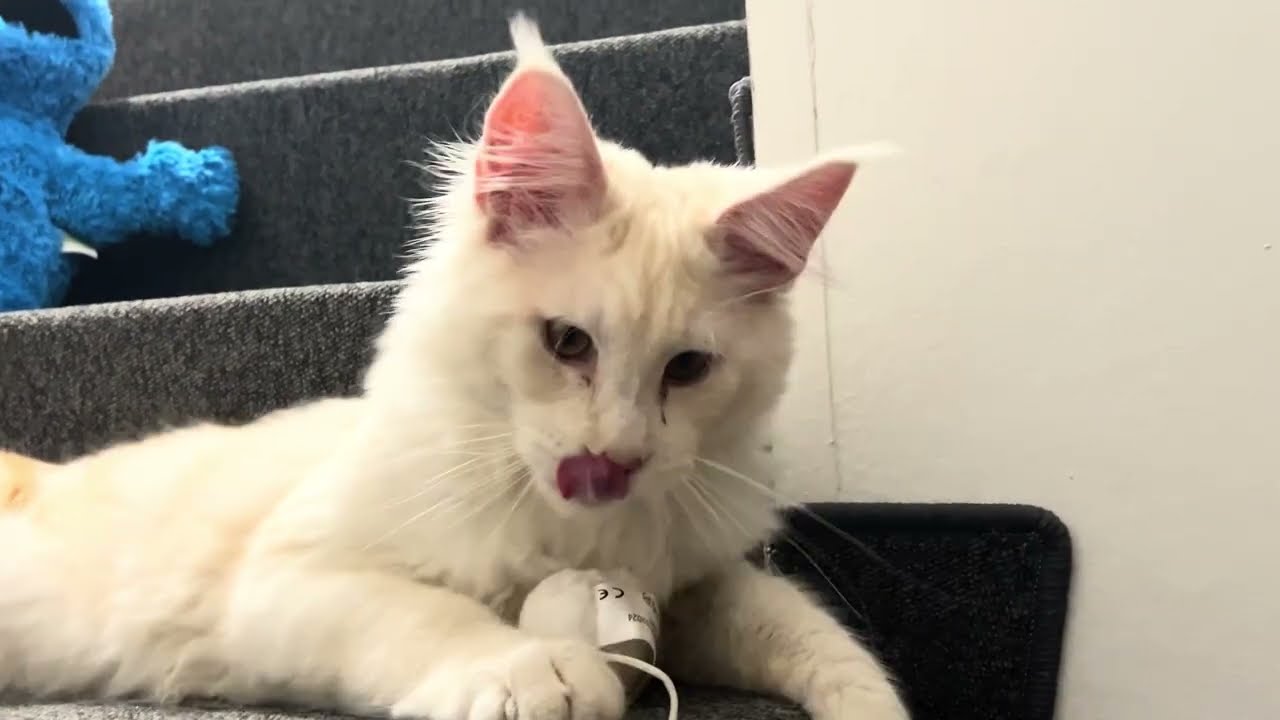 Baby Maine Coon - Purring, Playing & Getting Dried After Bath 💥😸