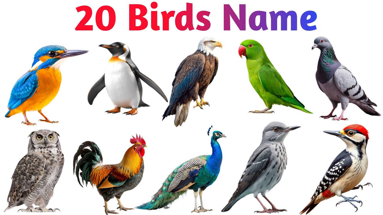 20 Birds Name Hindi English | Learn Birds Name | Birds Name in English