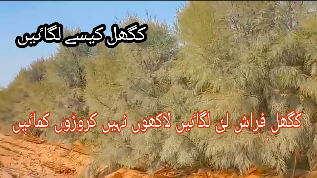 Tree farming / Sufaida(Eucluptes) Farming / Khagal kese lagaen / کگھل لٸ فراش کیسے کہاں لگاٸیں