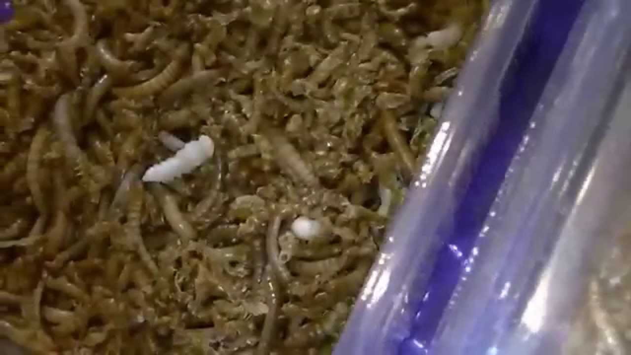Préparation de l'élevage de vers de farine