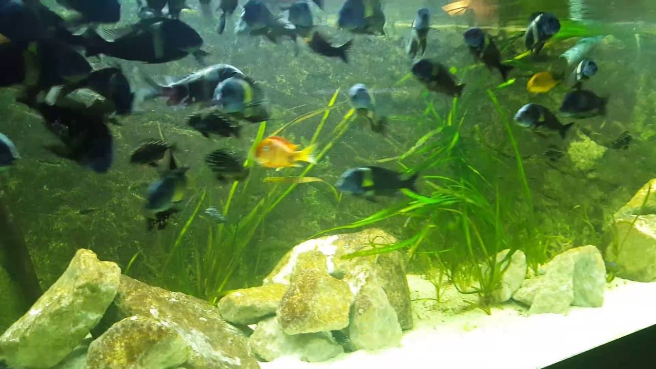 Tropheus Duboisi Maswa in my 720 Liter Aquarium