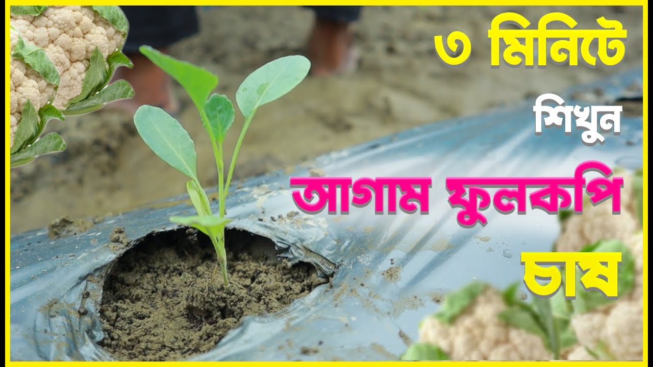 আগাম ফুলকপি চাষের A to Z | নাফসান ফুলকপি | এগ্রো-১ সীড | স্মার্ট কৃষি