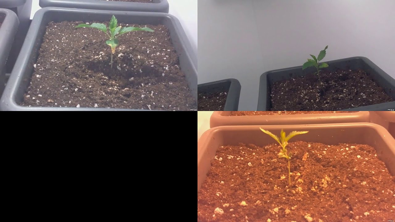 Week 1 & 2  van  de Frisian Duck en de Critical Orange Punch in de CNNBS G-Kit XL