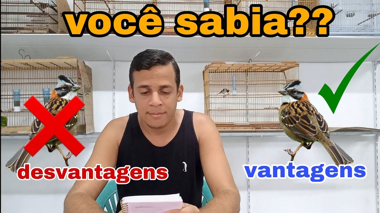 vantagens e desvantagem na criação de tico-tico. isso você precisa saber sobre os tico-ticos