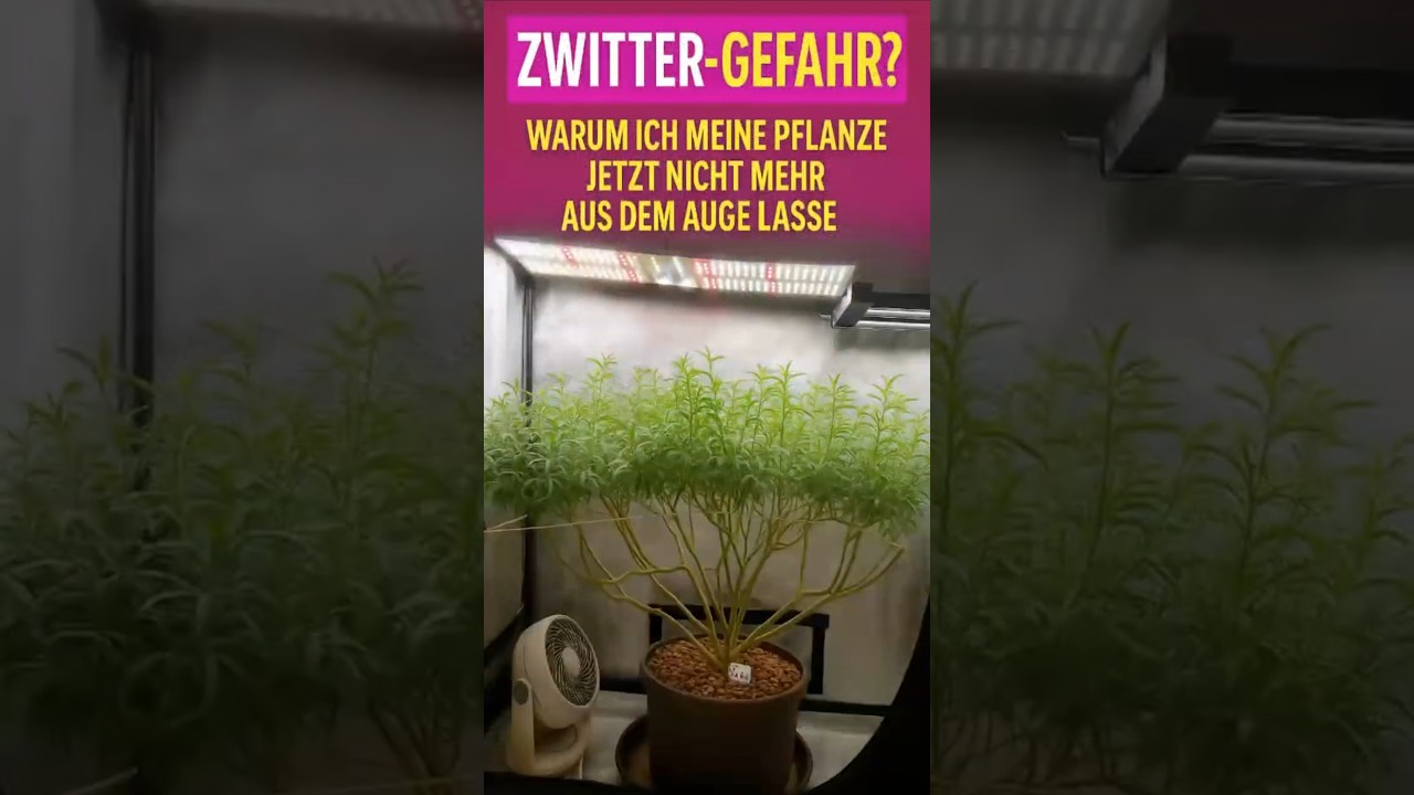 Risk of hermaphroditism after lollipopping and defoliation during the flowering phase