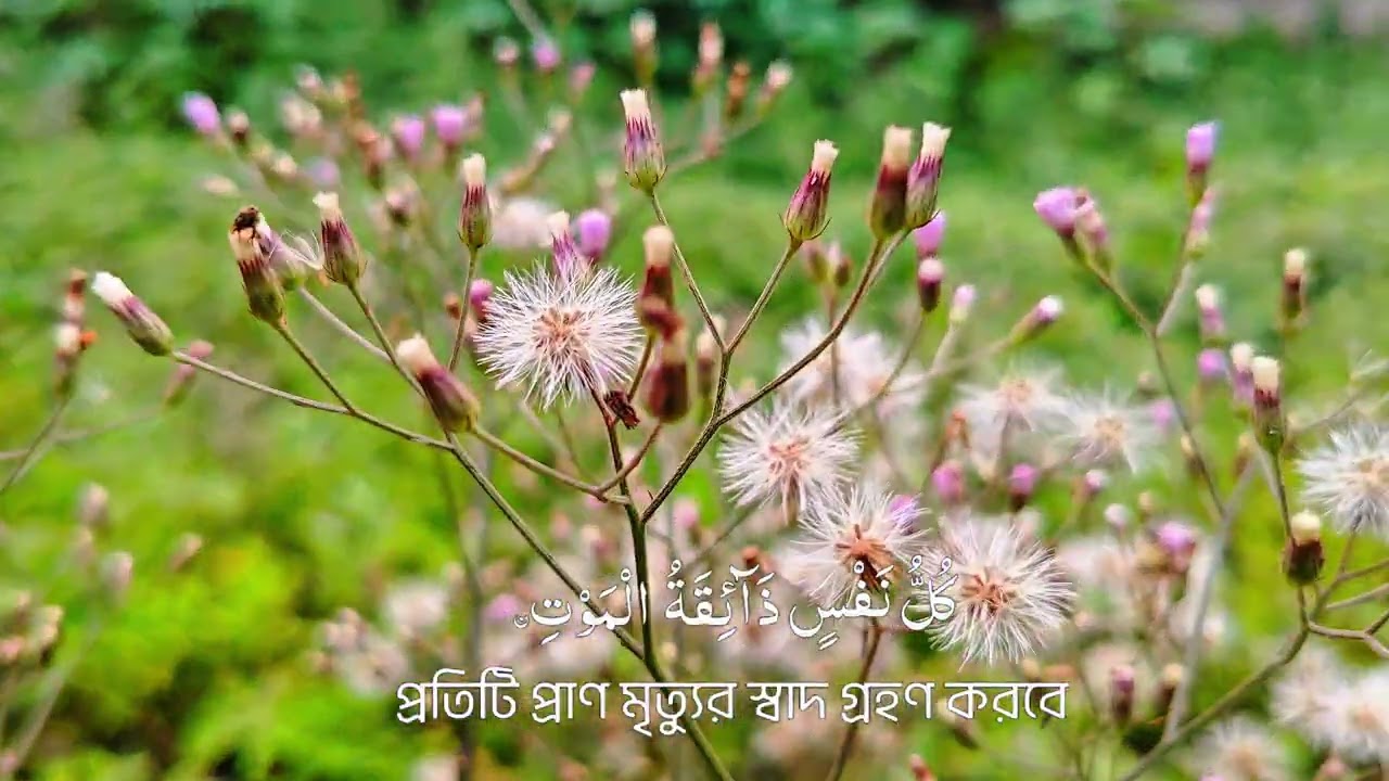 আয়াতুল কুরসি । মৃত্যু দেখে ভয় পাও। অথচ পরকাল দেখে ভয় করো না। মৃত্যুর সাধ গ্রহণ করতে হবে। 