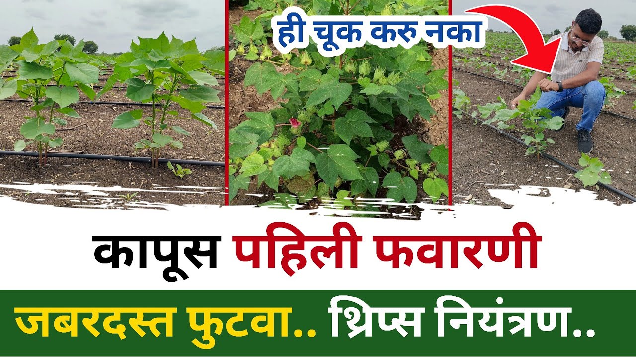 🔴 कापूस पहिली फवारणी कोणती करावी | kapus pahili favarni | cotton first spraying