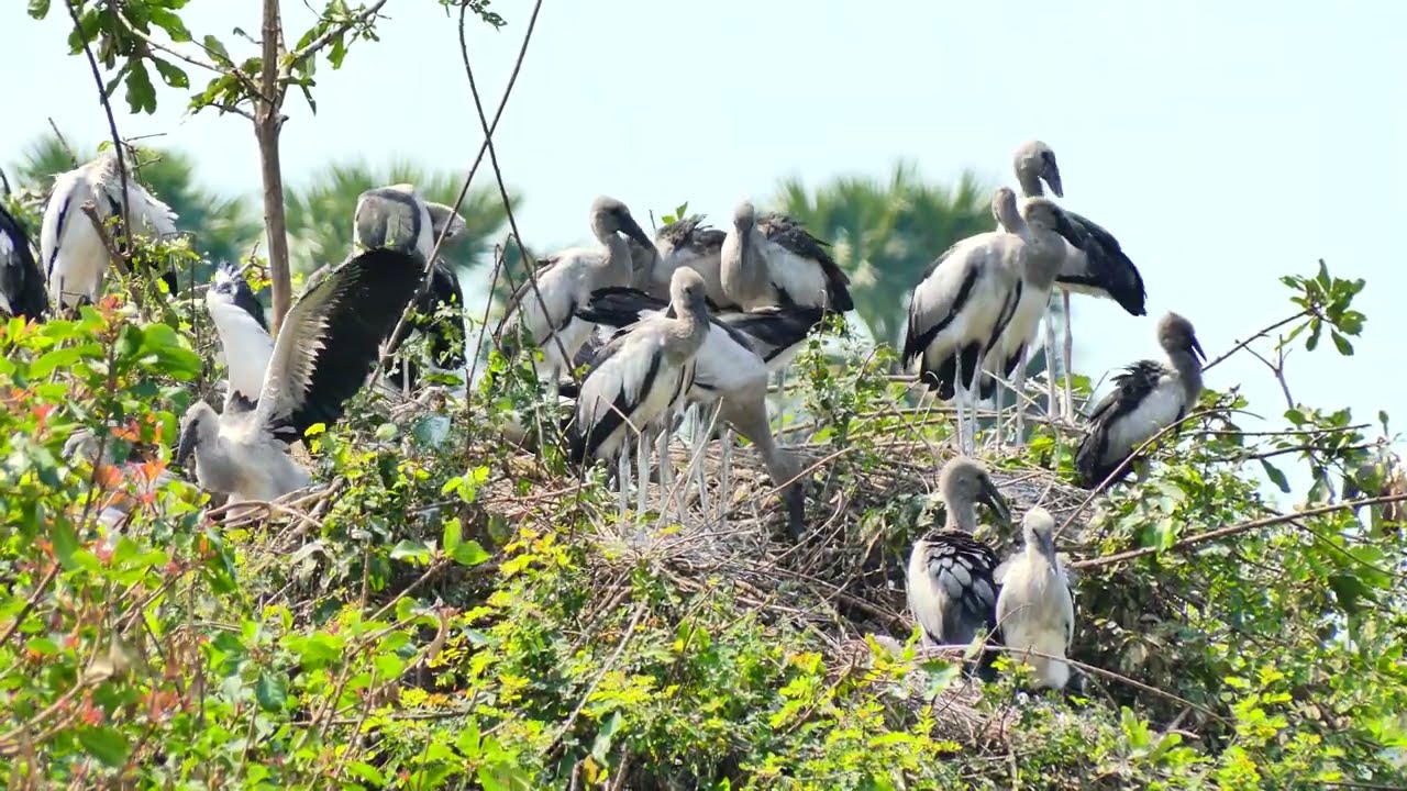 Mystery Of Bird Life Living at Flooded Forest  In The Beautiful World  the 00181