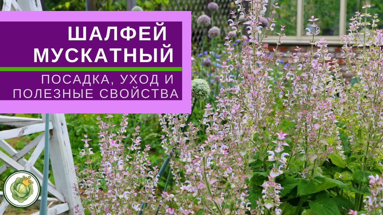 ШАЛФЕЙ МУСКАТНЫЙ - декоративное и полезное растение// все о посадке и уходе