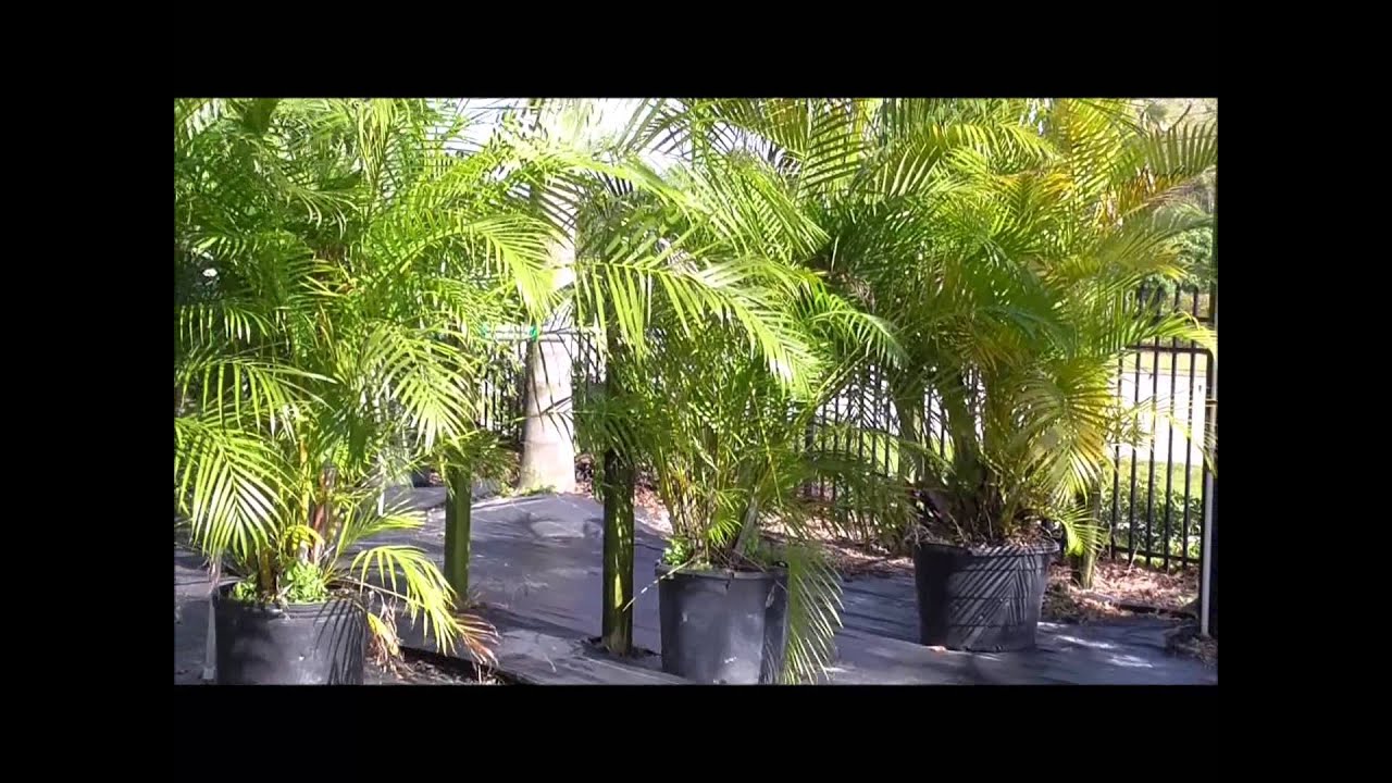 How to Grow the Areca Palm - A Madagascar STRONG Superstar Palm Variety for Your Yard