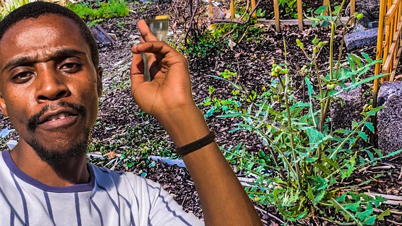 Garden Chores You'd Be Silly Not To Do in September | Gardening South Africa