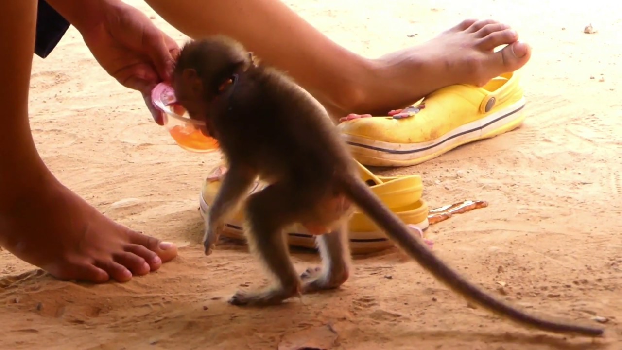 Poor Baby Monkey Dora need food for Eating and crying with fri dog
