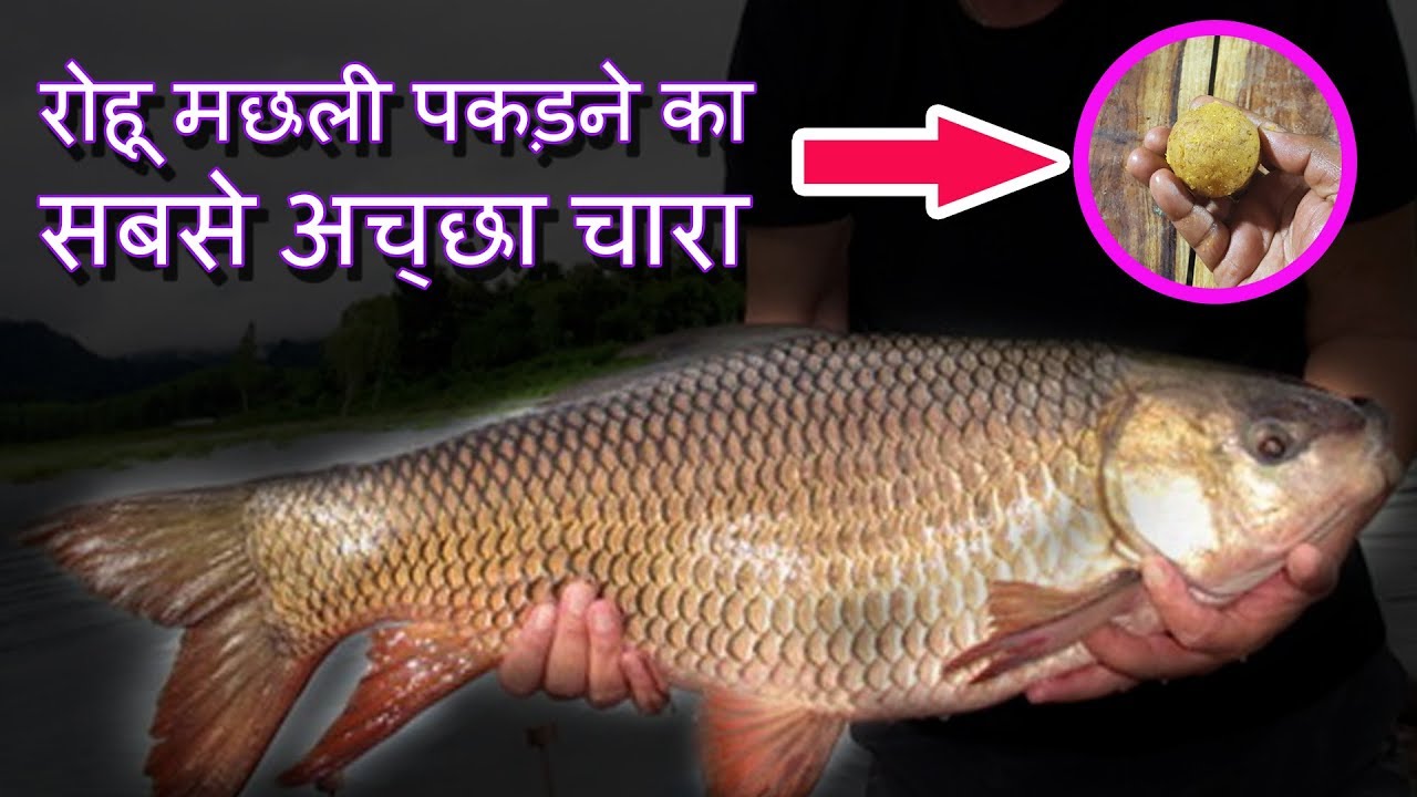 रोहू मछली पकड़ने का सबसे अच्छा चारा Best Rohu Hook Bait & Under Bait For Rohu & Mrigal