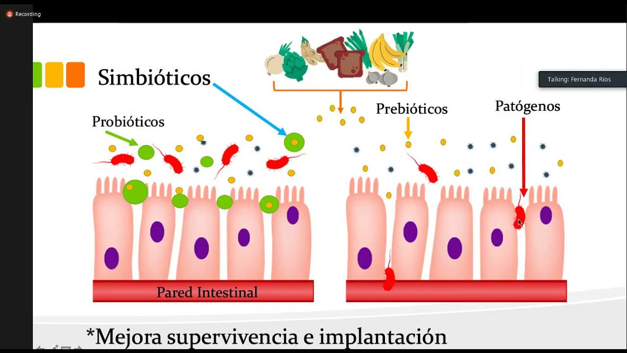 SIMBIOTICOS: MECANISMO DE ACCION DE LOS PREBIOTICOS Y LOS PROBIOTICOS EN EL INTESTINO