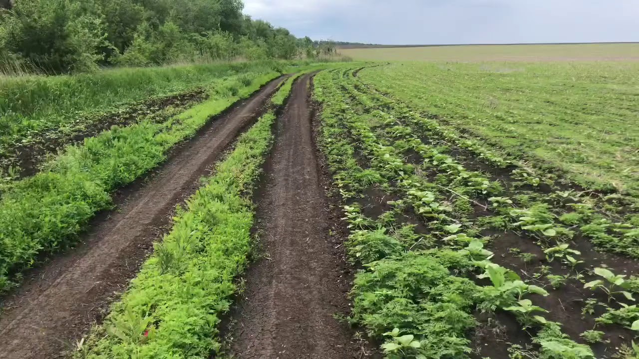 Подсолнечник под Гелиантекс