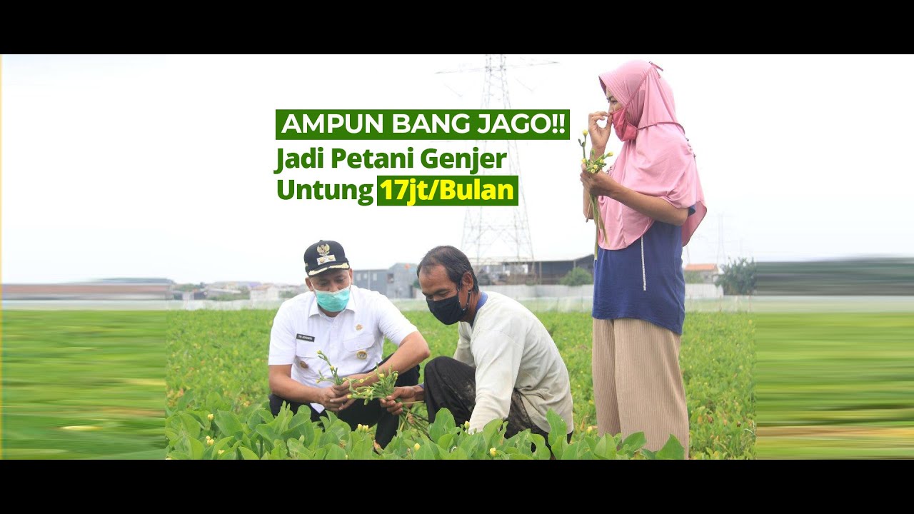 Tri Adhianto Kaget, Petani Genjer Asli Kota Bekasi Hasilkan 17jt/bulan