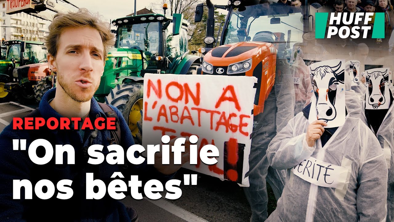 La hantise de la dermatose nodulaire, qui pousse les &eacute;leveurs au sacrifice ultime