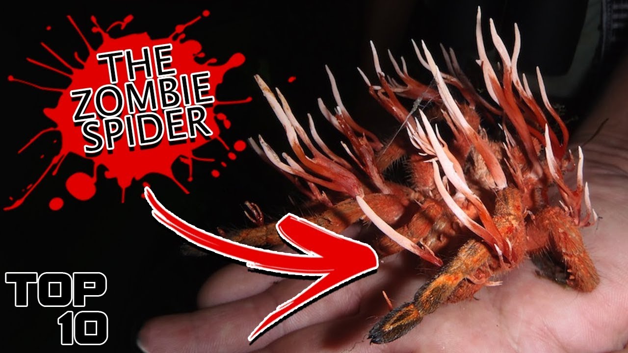Top 10 Scary Science Facts That You Weren&rsquo;t Taught In School