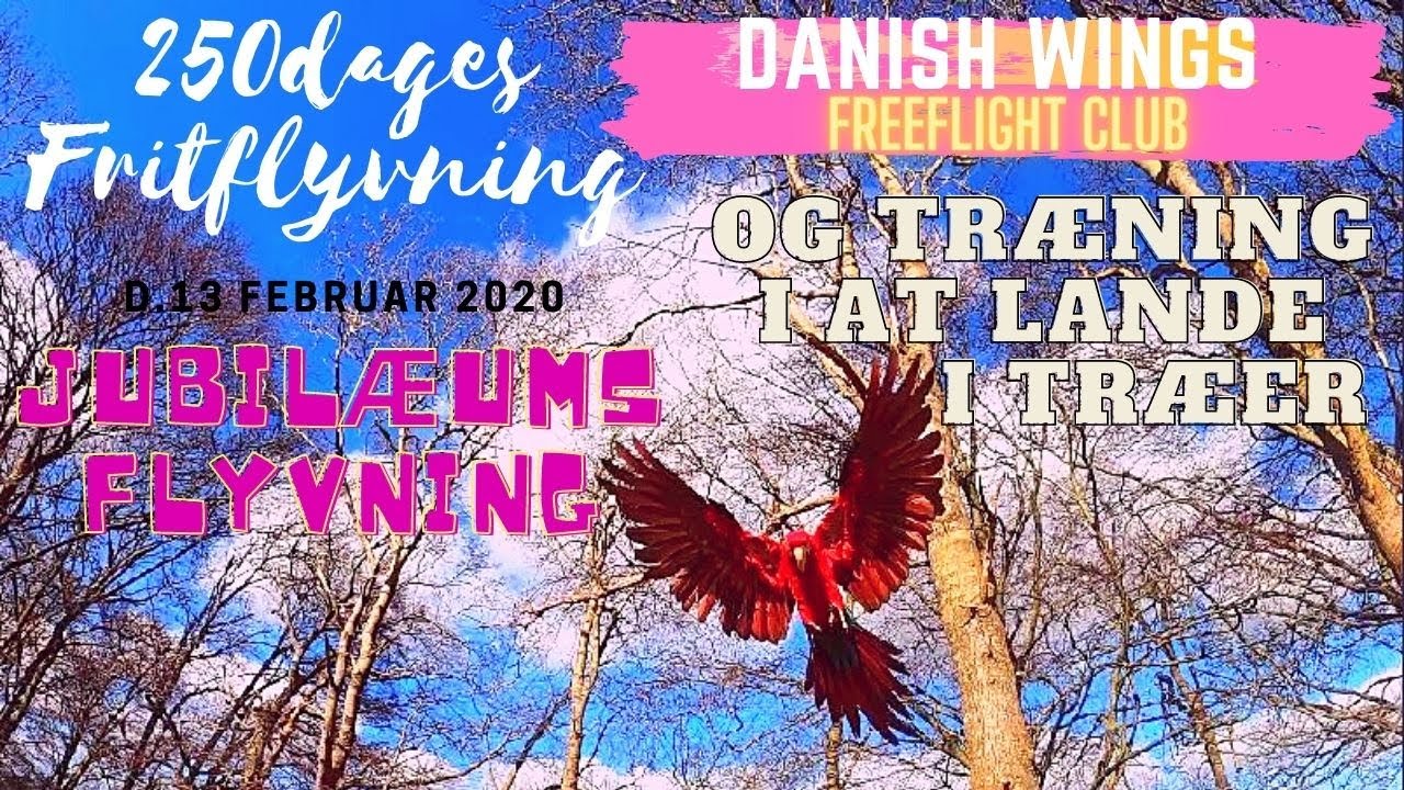 250dages Fritflyvning/Jubilæums flyvning/Og træning i at lande i træer. D.13/2-2020