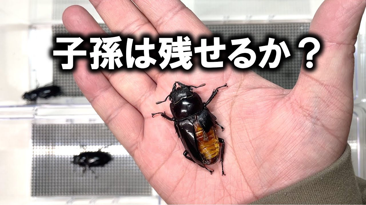 羽化不全ながら生きながらえたメスは子孫を残せるのか？