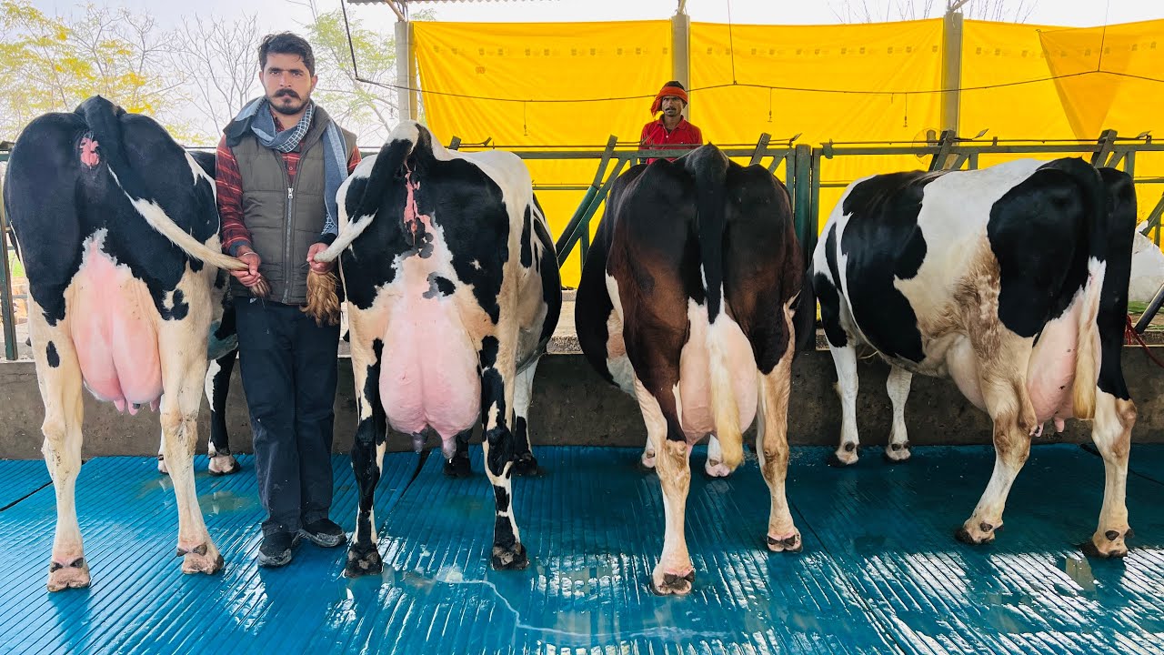 60 liter milk per day | King of Punjab 👑 Rate-90,000
